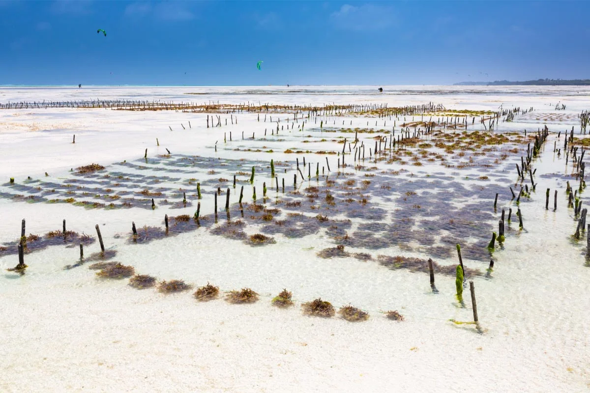 A seaweed farm at Jambiani Beach