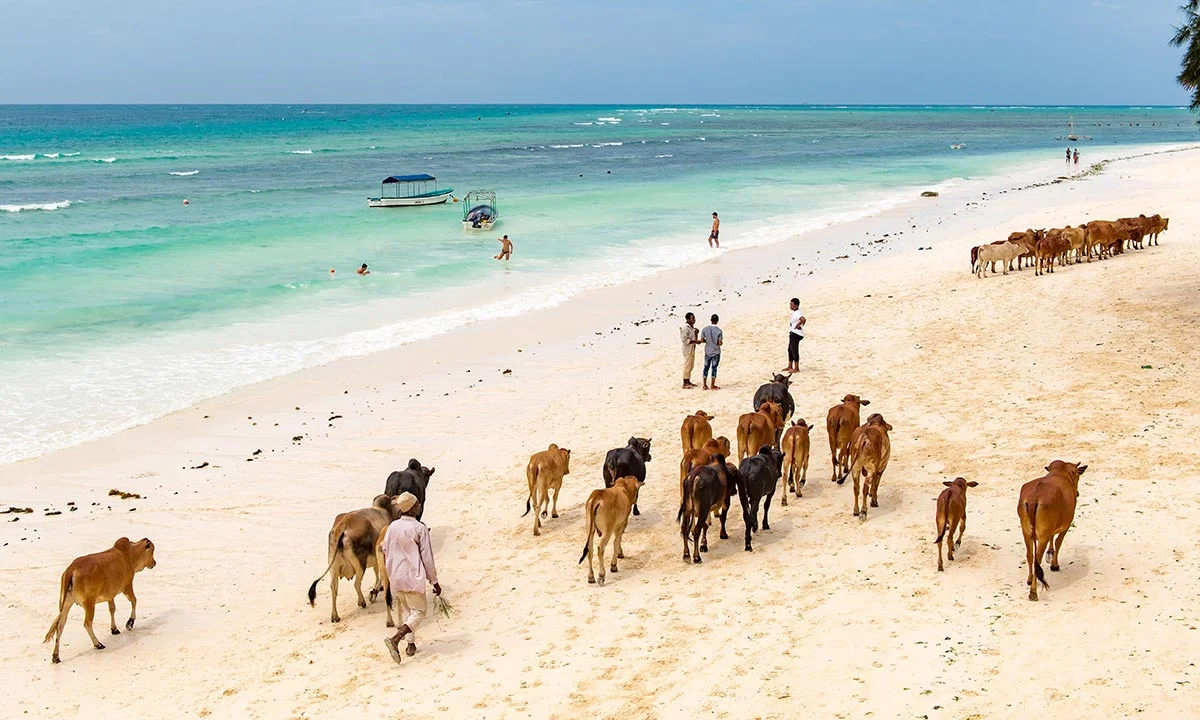 Kiwengwa Beach Zanzibar