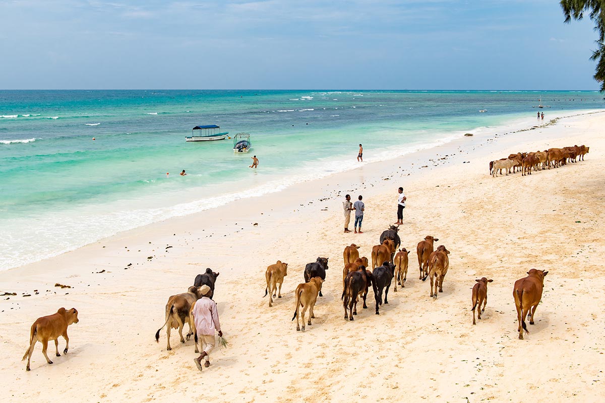 Cows being herded on Kiwengwa Beach