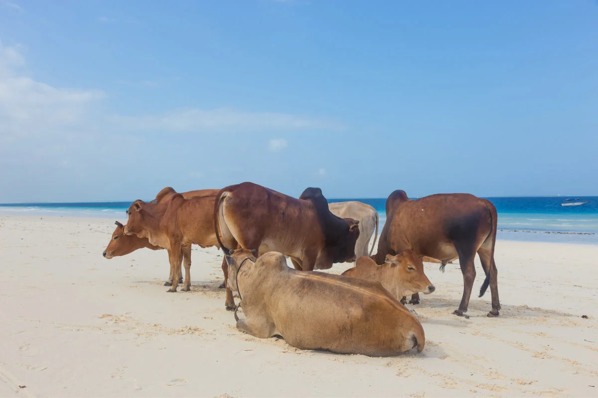 Cows resting on Nungwi Beach