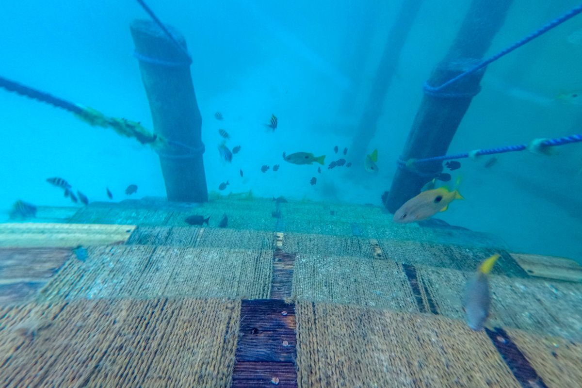 Dongwe Beach Underwater Shot