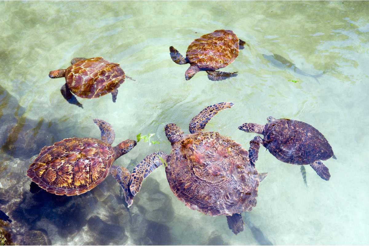 Various sized turtles in the lagoon